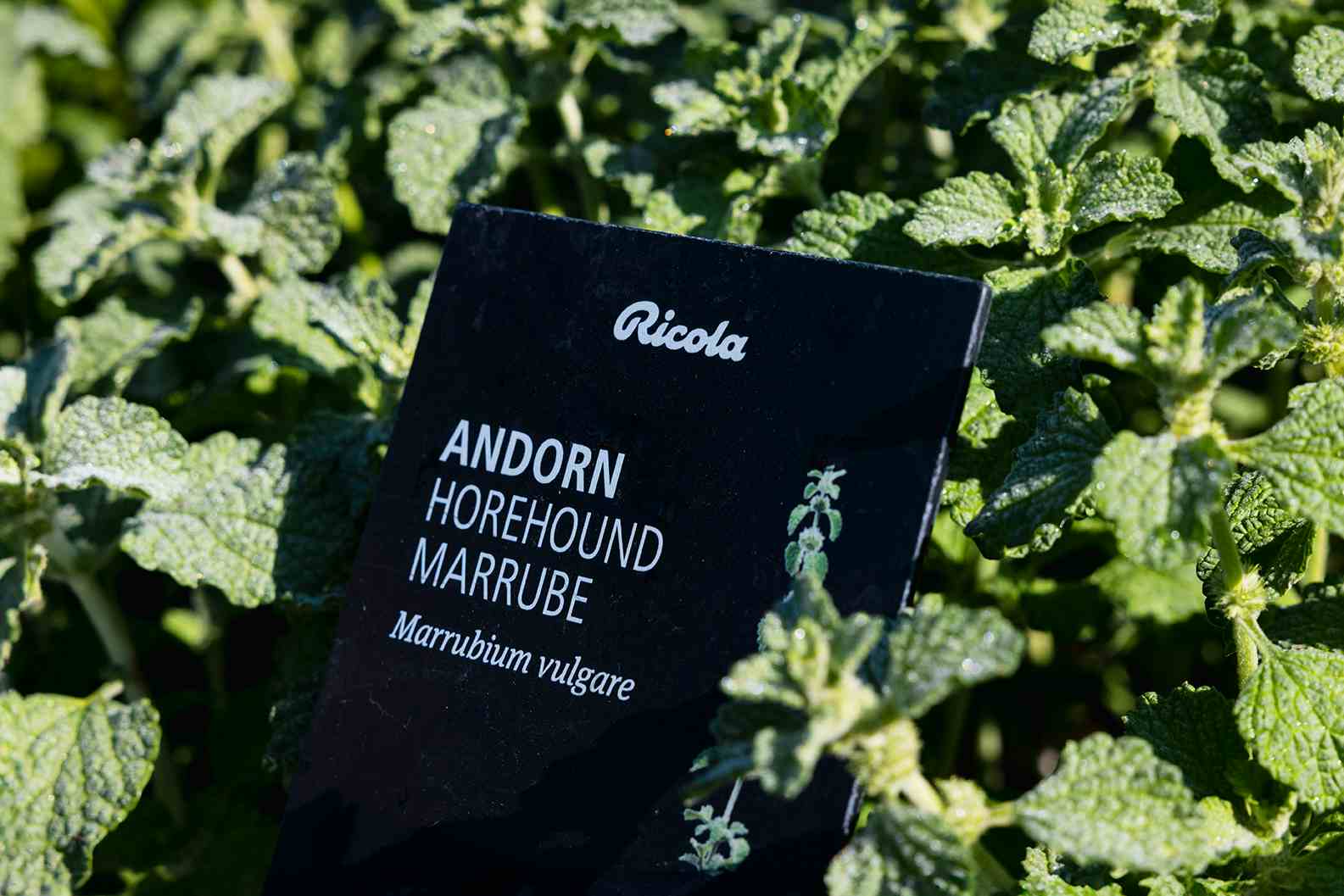 Herb Garden Nenzlingen